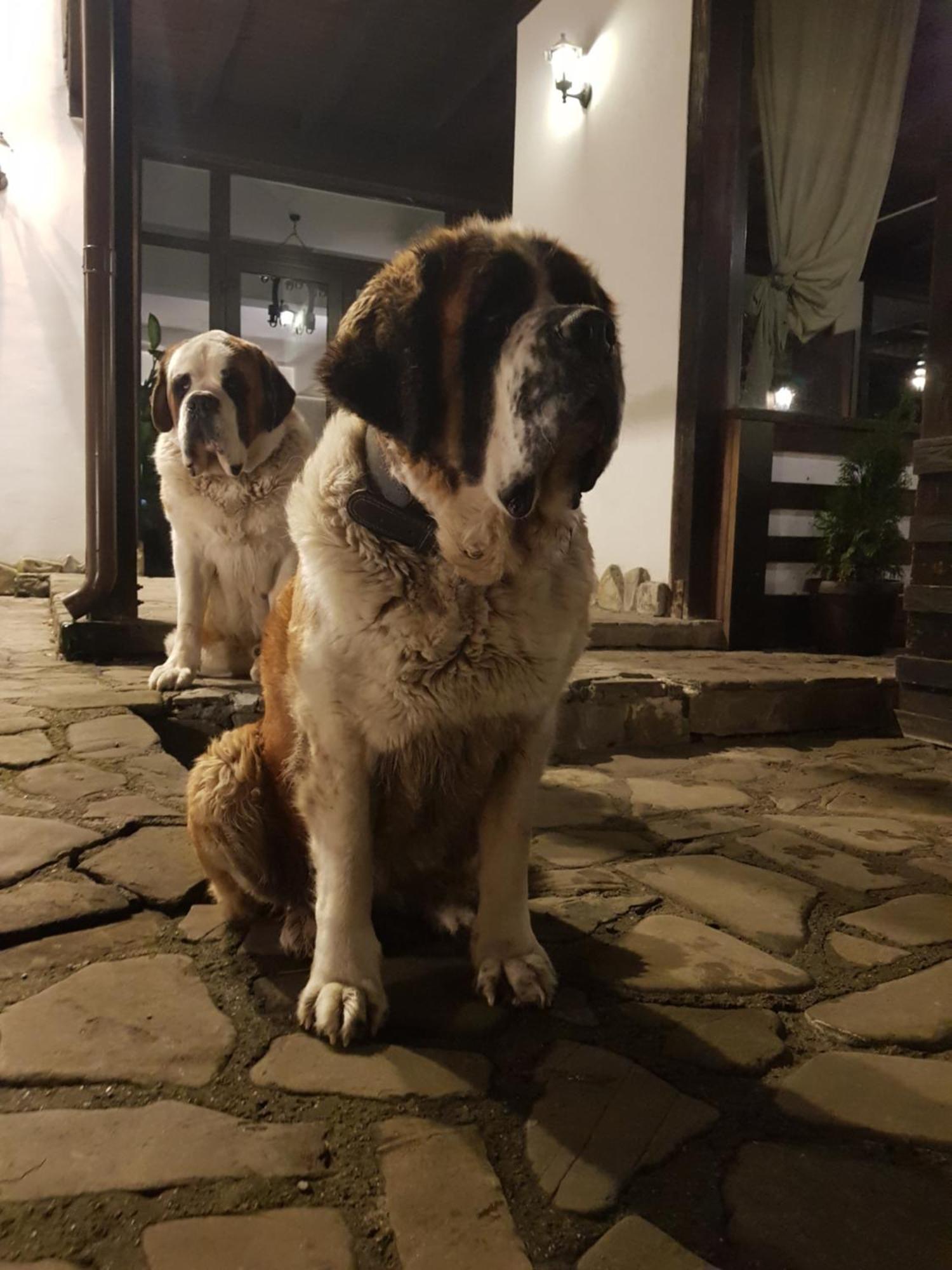 Pension Casa Drumetului Piatra Neamţ Екстериор снимка